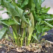 Image of Arum dioscoridis var. syriacum (Blume) Engl..