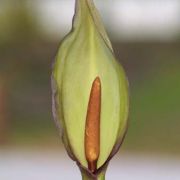 Image of Arum dioscoridis var. syriacum (Blume) Engl..