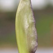 Image of Arum dioscoridis var. syriacum (Blume) Engl..