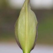 Image of Arum dioscoridis var. syriacum (Blume) Engl..