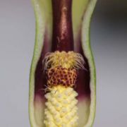 Image of Arum dioscoridis var. syriacum (Blume) Engl..