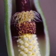 Image of Arum dioscoridis var. syriacum (Blume) Engl..