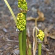 Image of Arum dioscoridis var. syriacum (Blume) Engl..