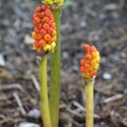 Image of Arum dioscoridis var. syriacum (Blume) Engl..