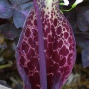 Image of Arum dioscoridis  Sm. in Sibthorp & Smith.