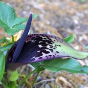 Image of Arum dioscoridis  Sm. in Sibthorp & Smith.