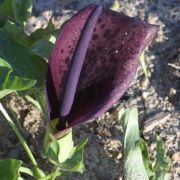 Image of Arum dioscoridis  Sm. in Sibthorp & Smith.