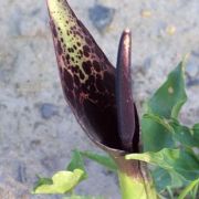 Image of Arum dioscoridis  Sm. in Sibthorp & Smith.