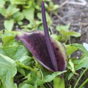 Image of Arum dioscoridis  Sm. in Sibthorp & Smith.