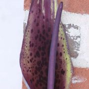 Image of Arum dioscoridis  Sm. in Sibthorp & Smith.