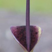 Image of Arum dioscoridis  Sm. in Sibthorp & Smith.