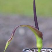 Image of Arum dioscoridis  Sm. in Sibthorp & Smith.