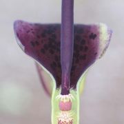 Image of Arum dioscoridis  Sm. in Sibthorp & Smith.