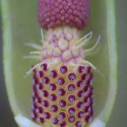 Image of Arum dioscoridis  Sm. in Sibthorp & Smith.