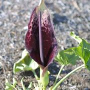 Image of Arum dioscoridis  Sm. in Sibthorp & Smith.