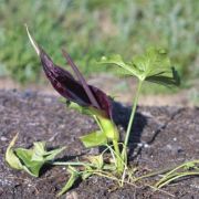 Image of Arum dioscoridis  Sm. in Sibthorp & Smith.