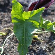 Image of Arum dioscoridis  Sm. in Sibthorp & Smith.