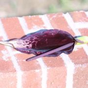 Image of Arum dioscoridis  Sm. in Sibthorp & Smith.