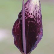 Image of Arum dioscoridis  Sm. in Sibthorp & Smith.