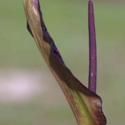 Image of Arum dioscoridis  Sm. in Sibthorp & Smith.