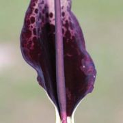 Image of Arum dioscoridis  Sm. in Sibthorp & Smith.