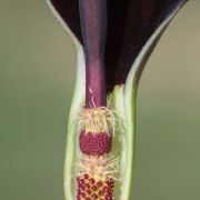 Image of Arum dioscoridis  Sm. in Sibthorp & Smith.