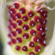 Image of Arum dioscoridis  Sm. in Sibthorp & Smith.