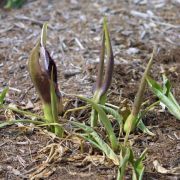 Image of Arum dioscoridis  Sm. in Sibthorp & Smith.