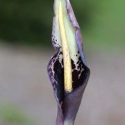 Image of Arum dioscoridis  Sm. in Sibthorp & Smith.