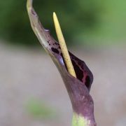 Image of Arum dioscoridis  Sm. in Sibthorp & Smith.