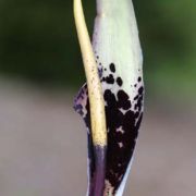 Image of Arum dioscoridis  Sm. in Sibthorp & Smith.