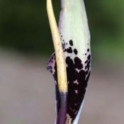 Image of Arum dioscoridis  Sm. in Sibthorp & Smith.