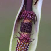 Image of Arum dioscoridis  Sm. in Sibthorp & Smith.