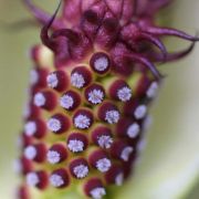 Image of Arum dioscoridis  Sm. in Sibthorp & Smith.