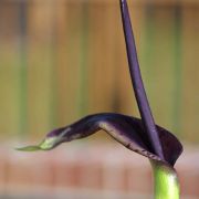 Image of Arum dioscoridis  Sm. in Sibthorp & Smith.