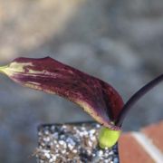 Image of Arum dioscoridis  Sm. in Sibthorp & Smith.