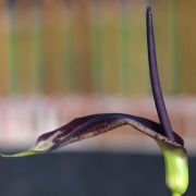 Image of Arum dioscoridis  Sm. in Sibthorp & Smith.