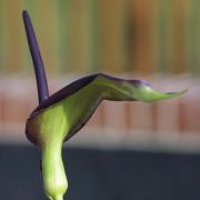 Image of Arum dioscoridis  Sm. in Sibthorp & Smith.