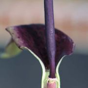 Image of Arum dioscoridis  Sm. in Sibthorp & Smith.