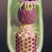 Image of Arum dioscoridis  Sm. in Sibthorp & Smith.