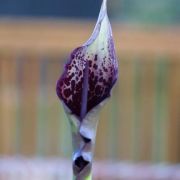 Image of Arum dioscoridis  Sm. in Sibthorp & Smith.