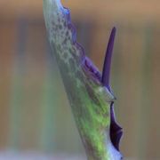 Image of Arum dioscoridis  Sm. in Sibthorp & Smith.