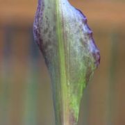 Image of Arum dioscoridis  Sm. in Sibthorp & Smith.