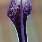 Image of Arum dioscoridis  Sm. in Sibthorp & Smith.