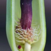 Image of Arum dioscoridis  Sm. in Sibthorp & Smith.