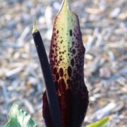 Image of Arum dioscoridis  Sm. in Sibthorp & Smith.