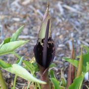 Image of Arum dioscoridis  Sm. in Sibthorp & Smith.