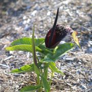 Image of Arum dioscoridis  Sm. in Sibthorp & Smith.