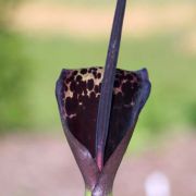 Image of Arum dioscoridis  Sm. in Sibthorp & Smith.