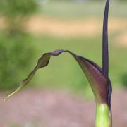 Image of Arum dioscoridis  Sm. in Sibthorp & Smith.